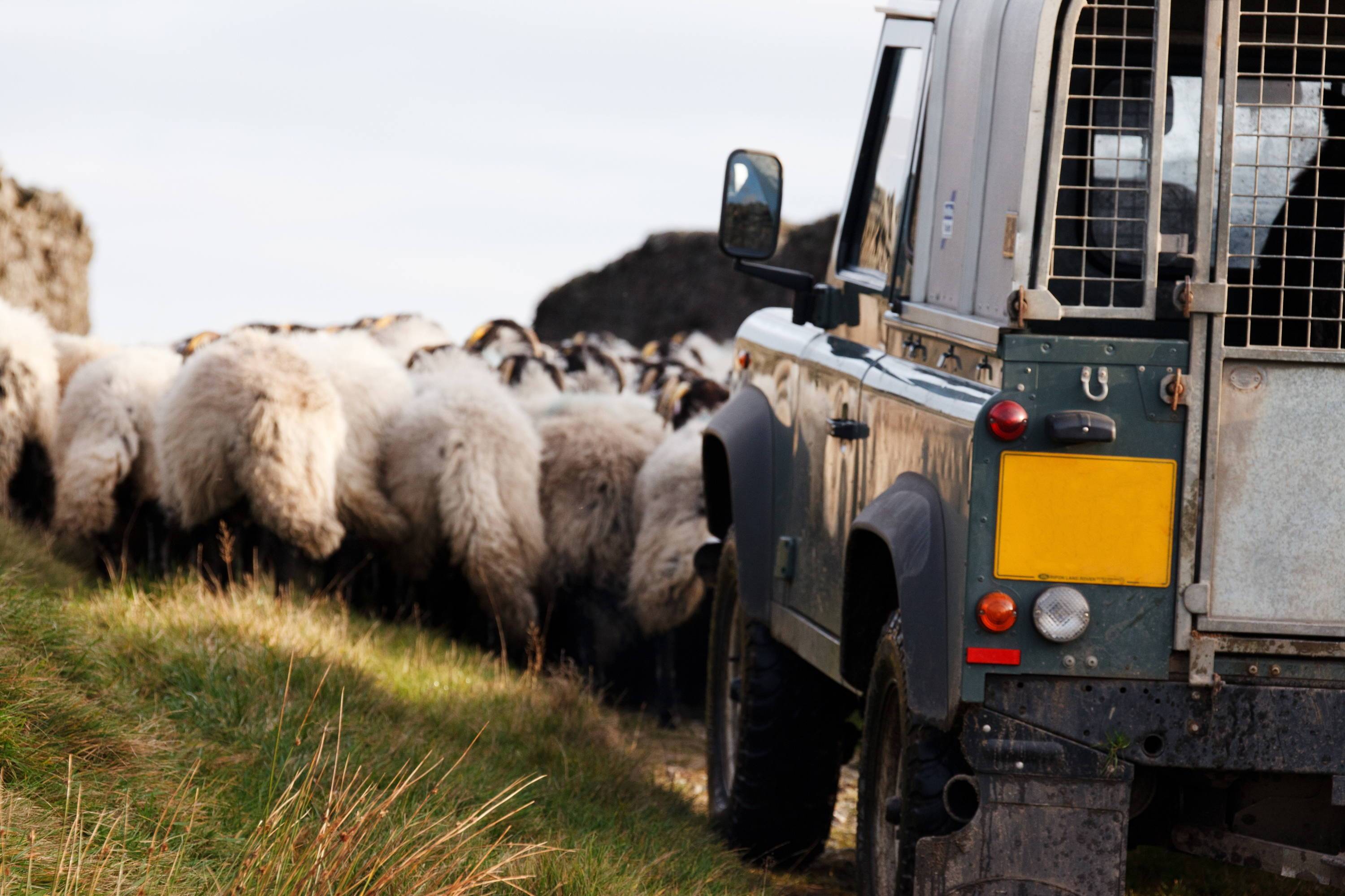 Why We Love Wool